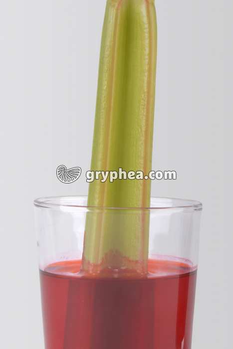 Tige de Céleri immergée dans un verre d'éosine (détail) pendant 2 heures - gryphea.org